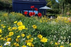 IMG-20190513-WA0001
